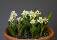 Hyacinthella glabrescens